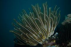 MG_6361