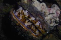 MG_8605