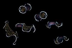 flatworm-on-six-steps