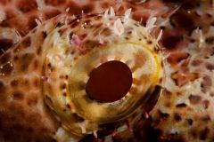 Auge des Rotfeuerfisches