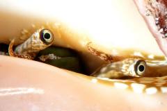 Große Kegelschnecken haben große Augen