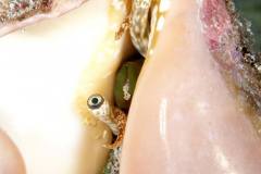 Mal ein Auge riskieren