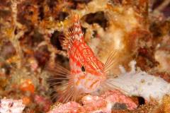 IMG_4274