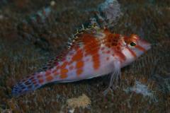 MG_8645