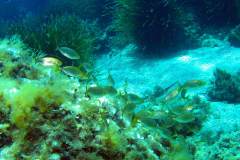 Menorca-2005-234