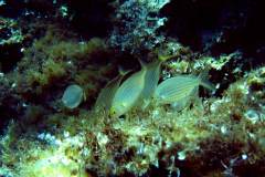 Menorca-2005-262