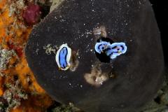 IMG_3598
