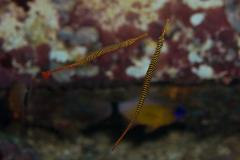 MG_7205