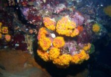 Nachttauchen Korallenblüt