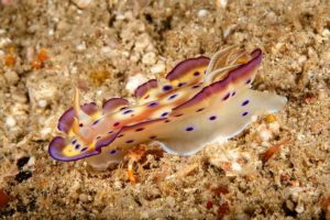 nudibranch