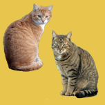 Logo Katzen